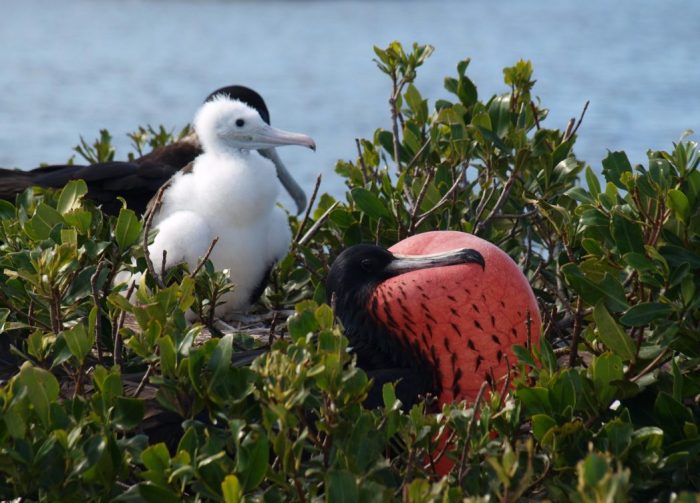 Antigua and Barbuda A Haven for Exotic Birds and Diverse Wildlife